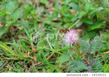 Sensitive plant  or mimosa pudica plant  34539331