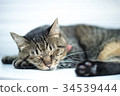 睡覺的貓 34539444