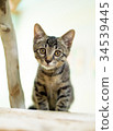 感興趣的小貓 34539445