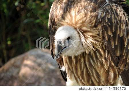 Griffon Vulture 34539870