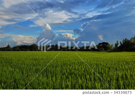 field 34539873