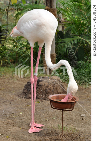 Flamingo Flamingo 34539874