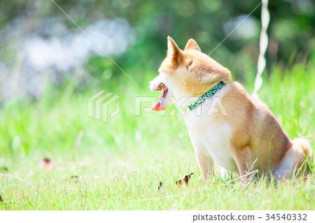 Shiba Inu on green background Domestic dog Japanese dog General dog Shiba Inu on green background Domestic dog Japanese dog General dog 34540332