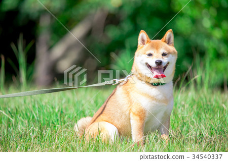 綠色背景的shiba Inu家養的狗日本狗將軍狗 照片素材 圖片 圖庫