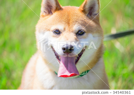 Shiba Inu on green background Domestic dog Japanese dog General dog 34540361