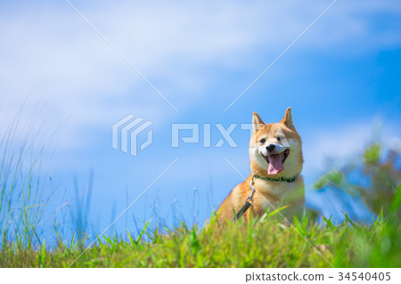 綠色背景的shiba Inu家養的狗日本狗天空和狗 照片素材 圖片 圖庫