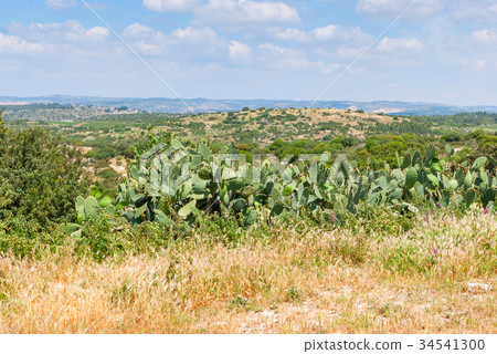 Judean Hills near Beit Shemesh Judean Hills near Beit Shemesh 34541300