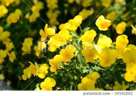 Yellow flower Yellow flower 34542002