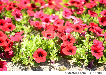 Red flower Red flower 34542003