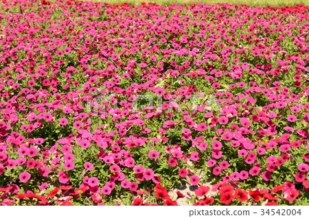 Red flowers in full bloom 34542004