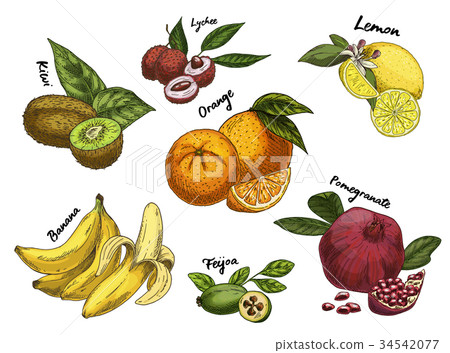 Kiwi sketch and isolated orange, lychee and banana Kiwi sketch and isolated orange, lychee and banana 34542077