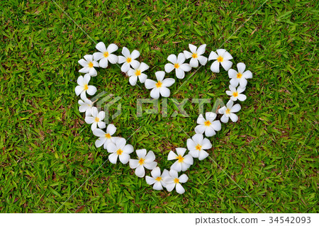 Plumeria leaves are heart-shaped on grass  34542093