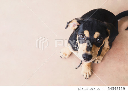 Dog looking up wanting someone to play with him. 34542139