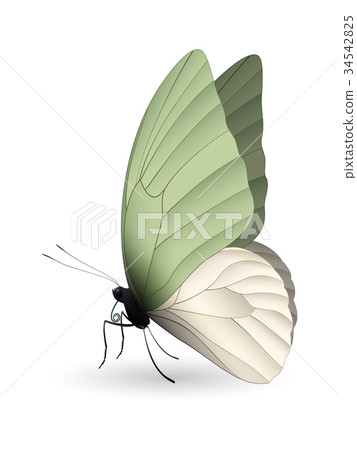 Beautiful butterfly isolated on a white background Beautiful butterfly isolated on a white background 34542825