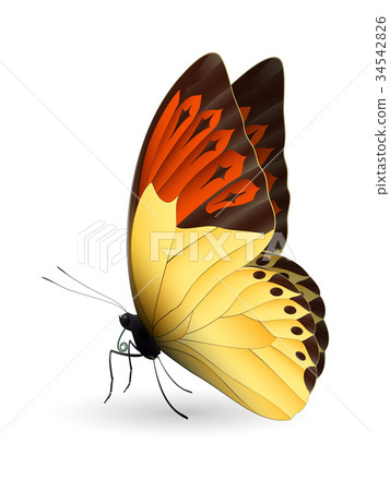 Beautiful butterfly isolated on a white background 34542826