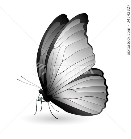 Beautiful butterfly isolated on a white background Beautiful butterfly isolated on a white background 34542827
