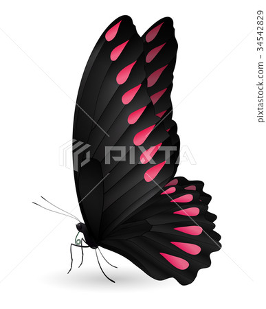Beautiful butterfly isolated on a white background Beautiful butterfly isolated on a white background 34542829