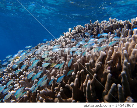 Coral reef and small fish 2 34542967