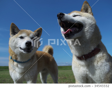 什巴Inu夫婦在藍天下 34543332