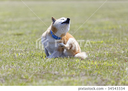 Shiba Inu在外地玩 34543334