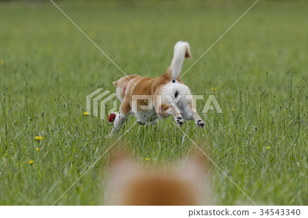Shiba Inu在外地玩 34543340