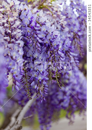 Beautiful wisteria bloom 34543851