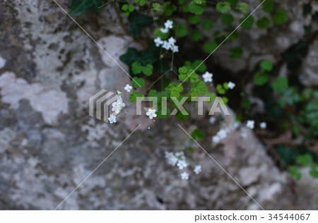 Small white flowers Small white flowers 34544067