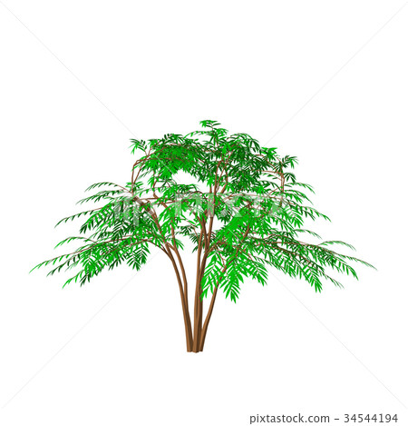 Aralia tree. Isolated on white background.  34544194