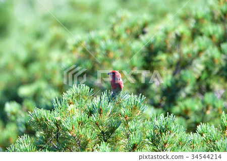 Ginzan mashiko的峰會 Ginzan mashiko的峰會 34544214