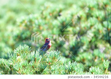 Ginzan mashiko of the summit 34544216