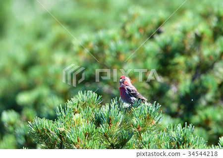 Ginzan mashiko of the summit Ginzan mashiko of the summit 34544218