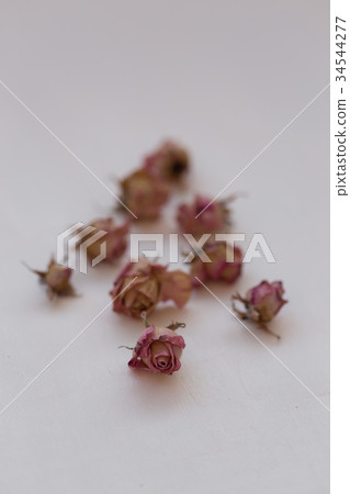 Dried pink roses over white background 34544277
