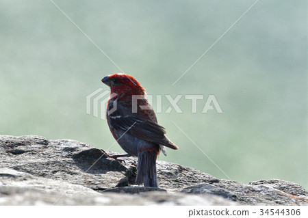 Ginzan mashiko of the summit 34544306