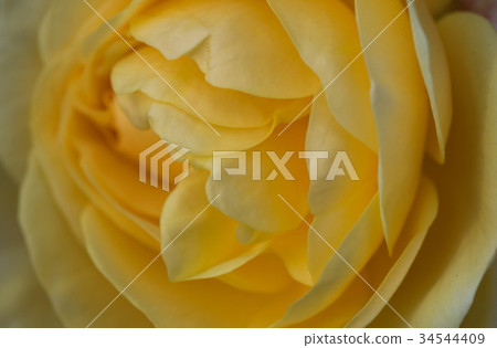 Beautiful yellow rose closeup Beautiful yellow rose closeup 34544409