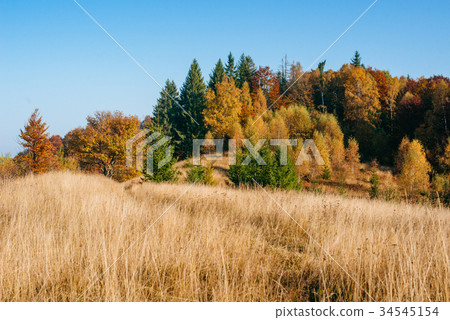 autumn park beautiful yellow tree autumn park beautiful yellow tree 34545154
