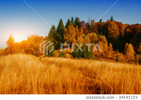 autumn park beautiful yellow tree autumn park beautiful yellow tree 34545155