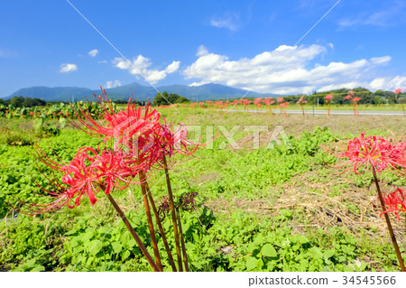 Terraced fields in autumn Murosawa Terraced fields in autumn Murosawa 34545566