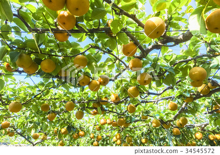 Pear rich production Pear rich production 34545572