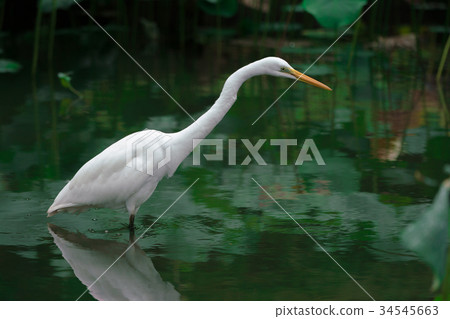 走在池塘的白色蒼鷺 34545663
