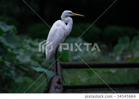 White Egret Standing on a Wood Deck 34545664
