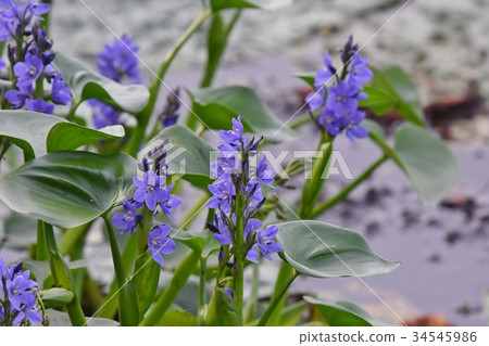錦葵,瀕危物種,福島潟湖,藍色花朵 錦葵,瀕危物種,福島潟湖,藍色花朵 34545986