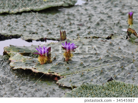 Tobibas，Fukushima潟湖 34545987