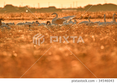 White swans in the east of Chiba prefecture 34546043