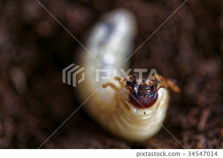 Caterpillar of the beetle Caterpillar of the beetle 34547014