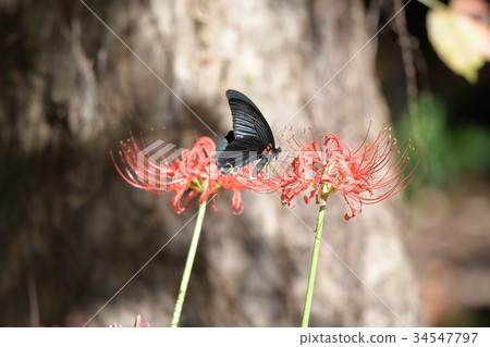 Cluster amaryllis和Nagasakigaha a1 34547797