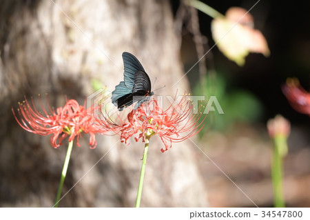 群amaryllis和Nagasakigeha a2 34547800