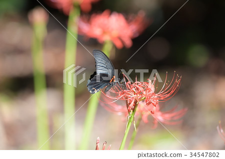 群amaryllis和Nagasakigeha a3 34547802