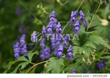 Flower of Ezo Tricot 34549104