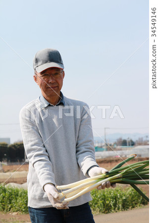 高級洋蔥收穫 34549146