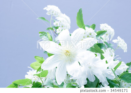 White flower White flower 34549171